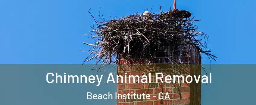 Chimney Animal Removal Beach Institute - GA